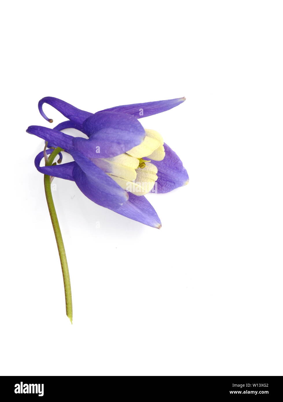 Closeup on the flower of a blue and white Columbine on white background Stock Photo