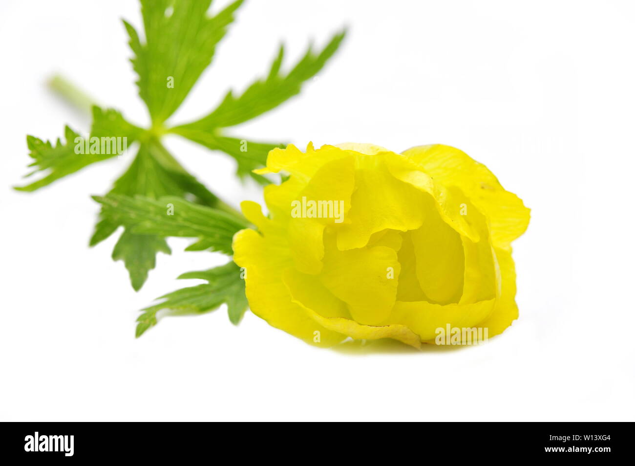 Yellow globeflower Trollius europaeus on white background Stock Photo