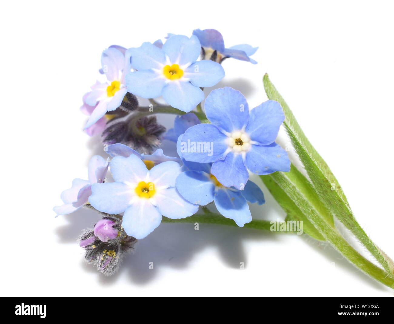 Forget me knot hi-res stock photography and images - Alamy