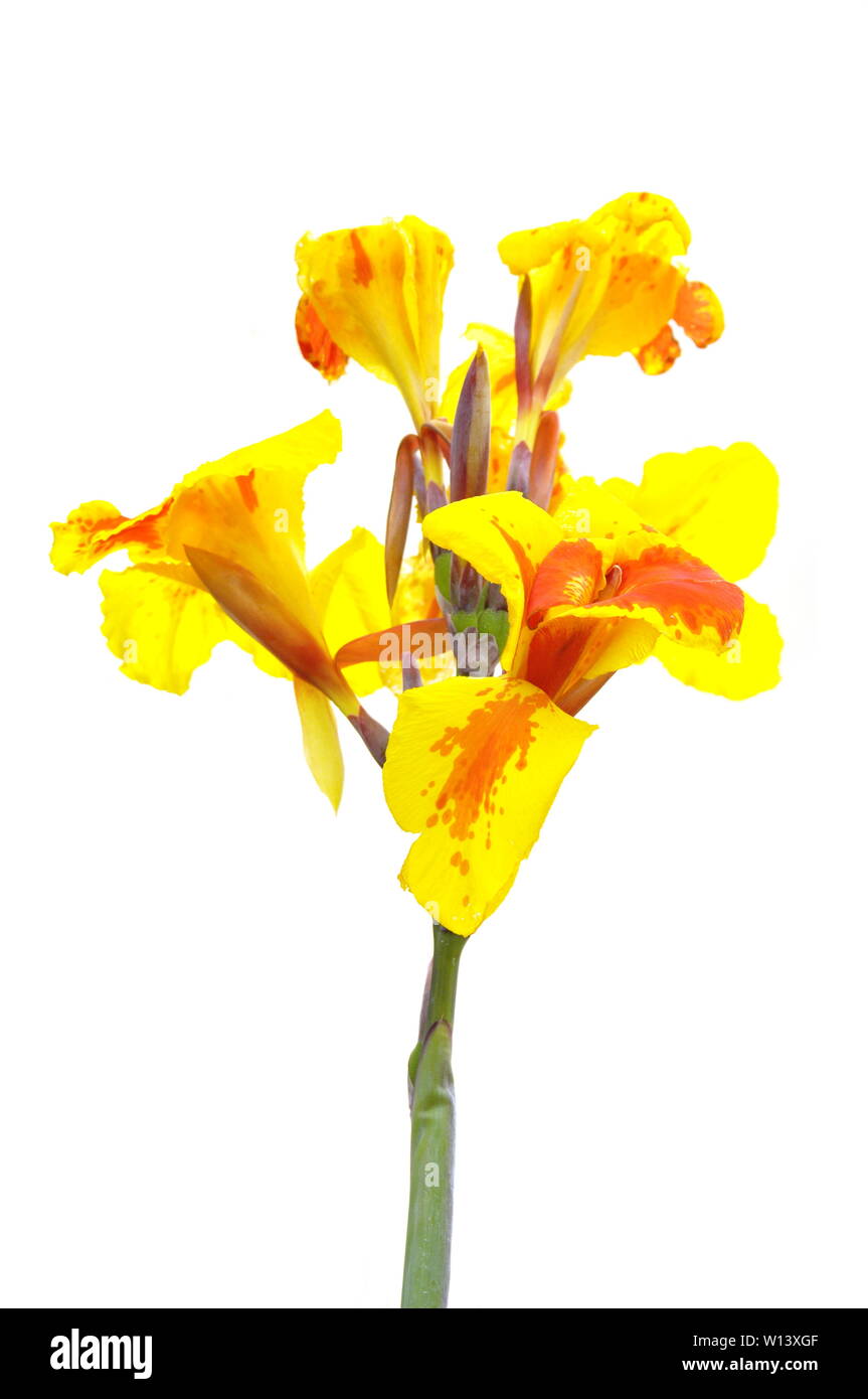 Closeup on red and yellow Canna lily on white background Stock Photo