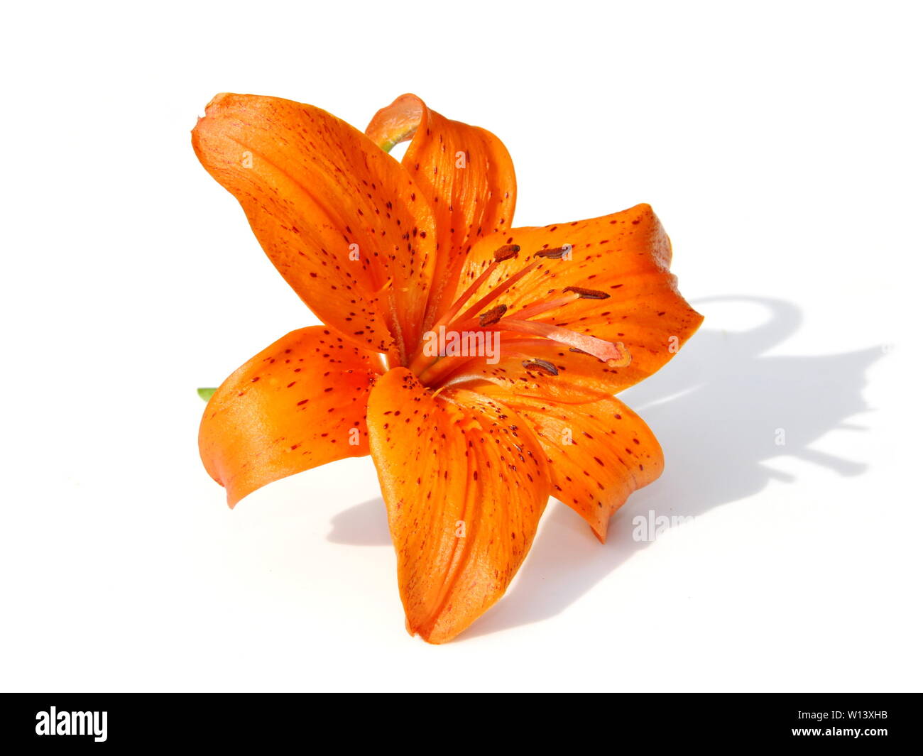 Orange Tiger lily flower on white background Stock Photo Alamy