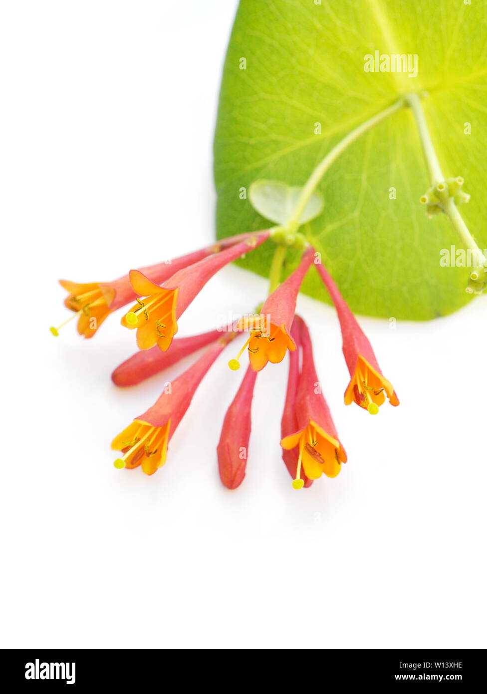 Orange honeysuckle flowers on white background Stock Photo