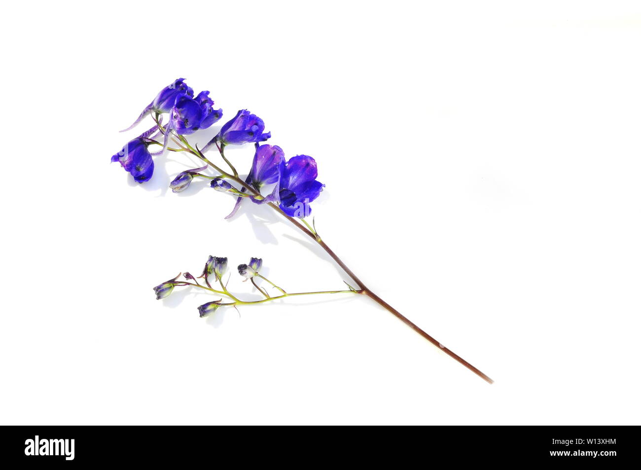 Blue Delphinium flowers isolated on white background Stock Photo