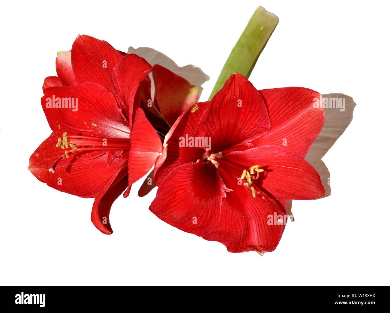 bright red amaryllis flower on a white background Stock Photo