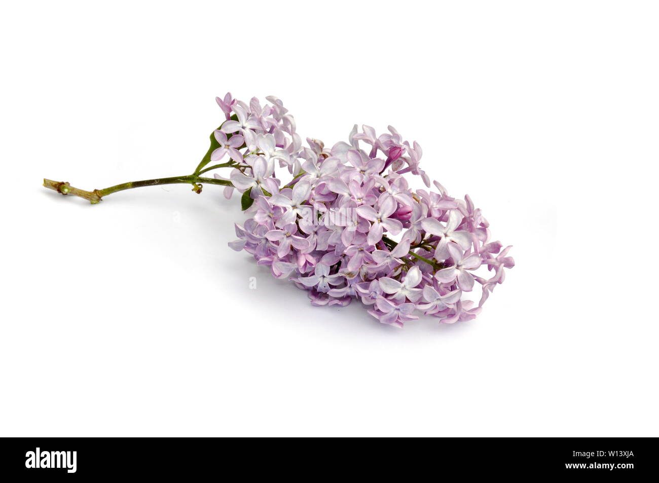 Common purple lilac syringa vulgaris hires stock photography and