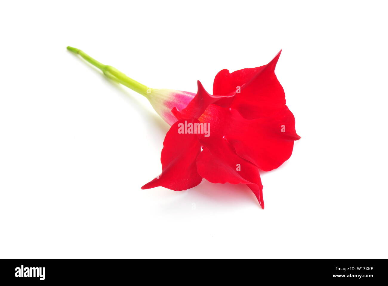 Red mandevilla flower isolated on white background Stock Photo