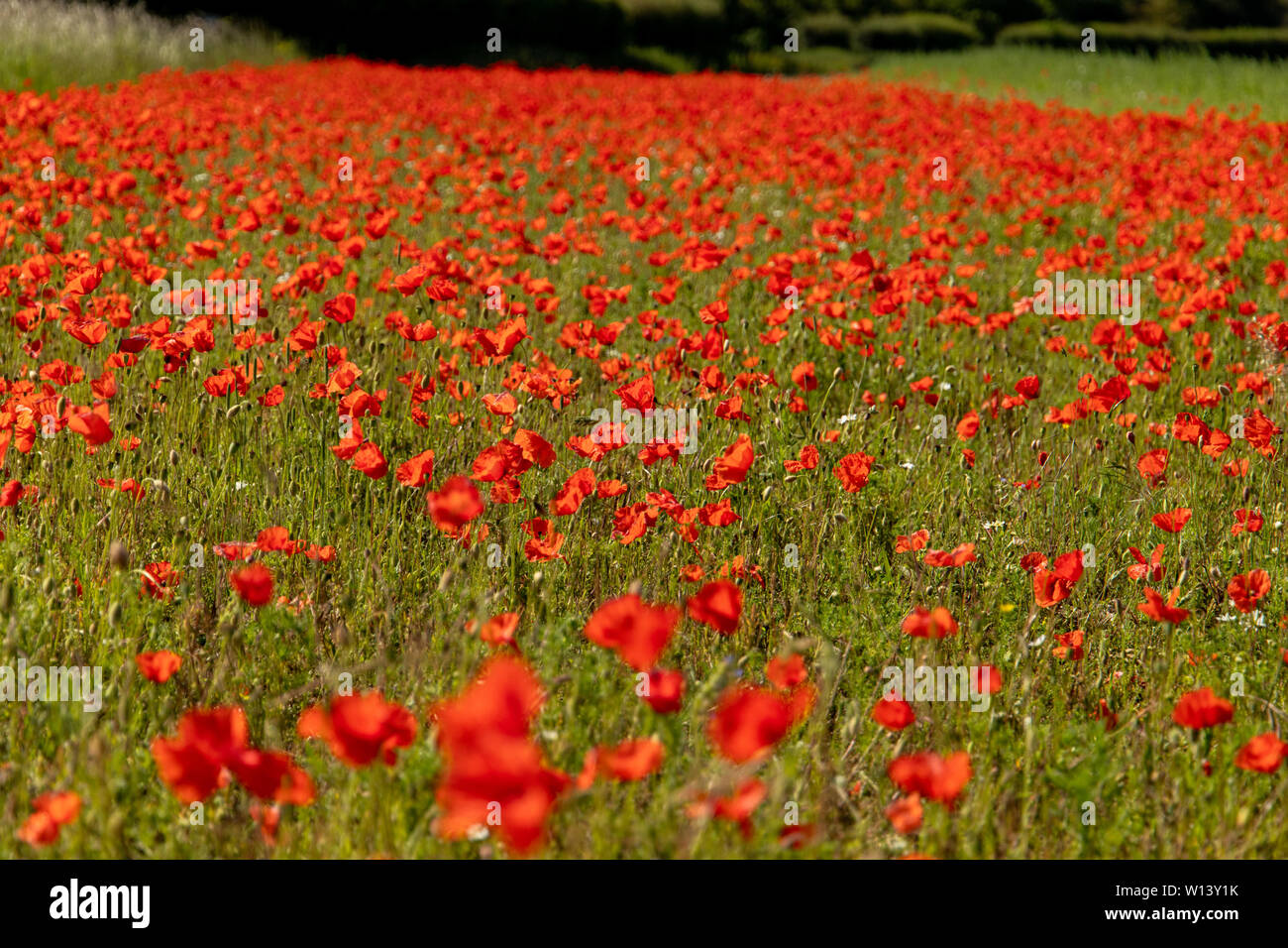 Lots of Poppies in a field. Stock Photo