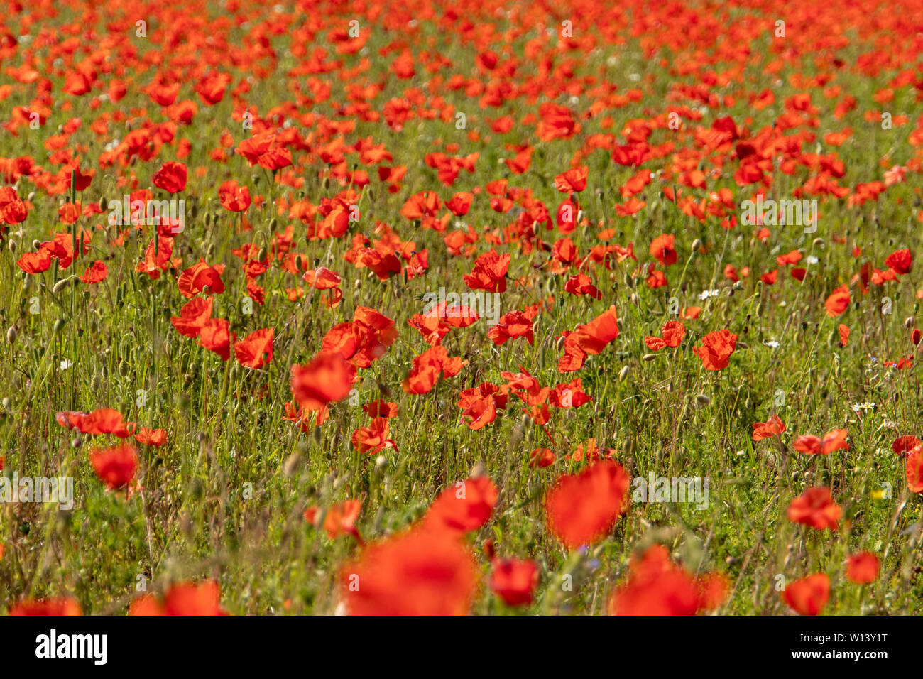 Red poppies in green grass hi-res stock photography and images - Alamy