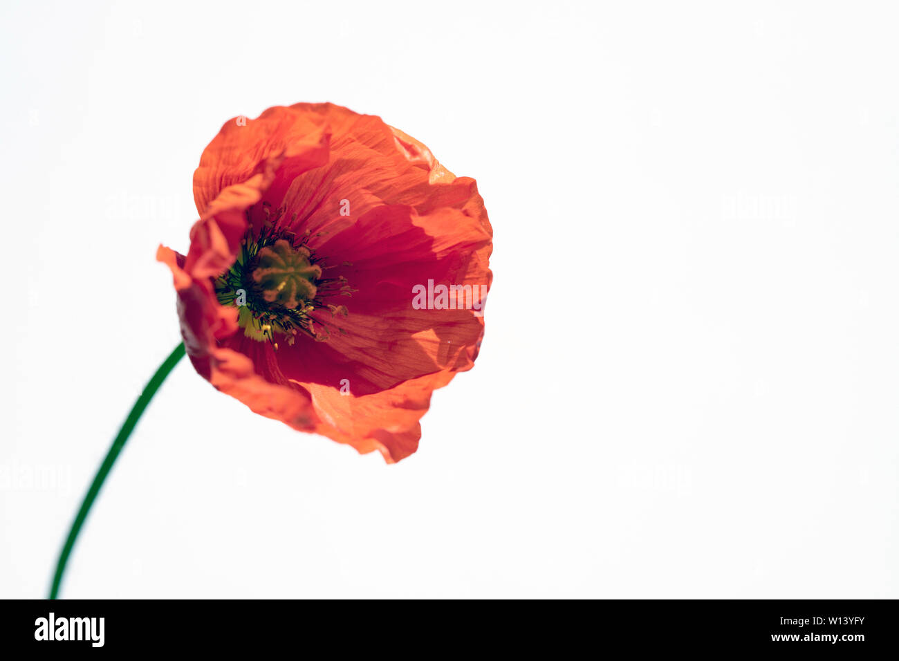 Red poppy isolated on white background Stock Photo - Alamy