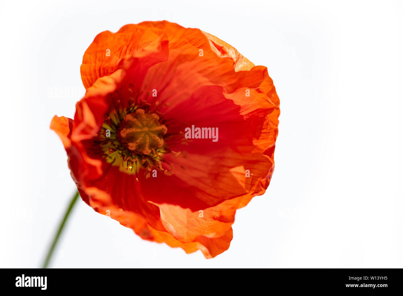 Red poppy isolated on white background Stock Photo - Alamy