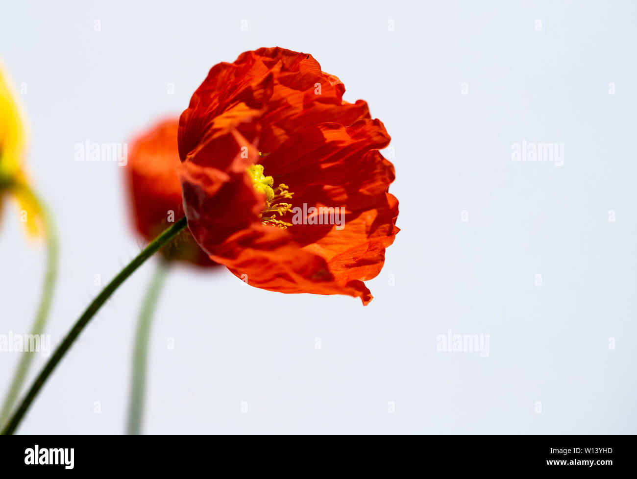 Red poppy isolated on white background Stock Photo - Alamy