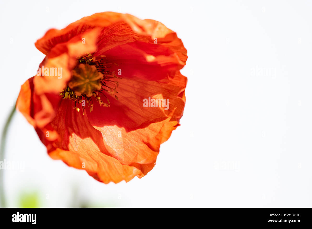 Red poppy isolated on white background Stock Photo - Alamy