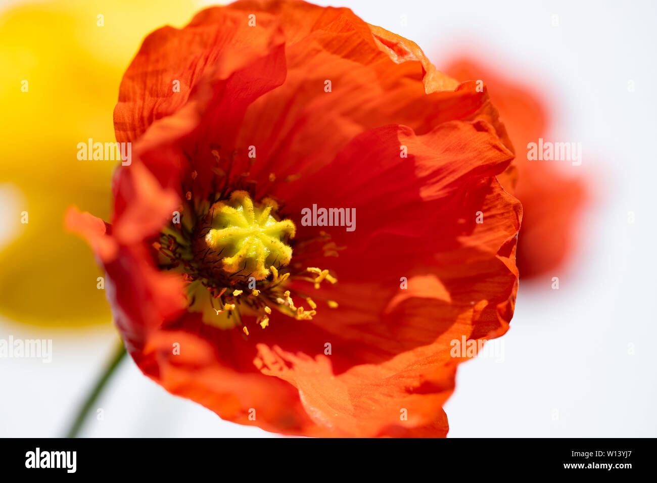 Red poppy isolated on white background Stock Photo - Alamy