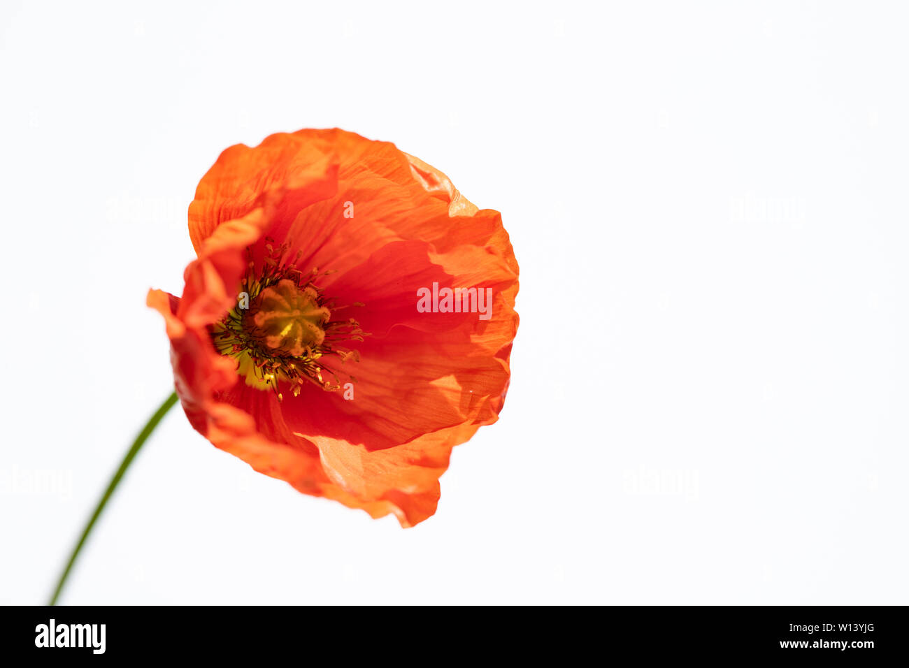 Red poppy isolated on white background Stock Photo - Alamy