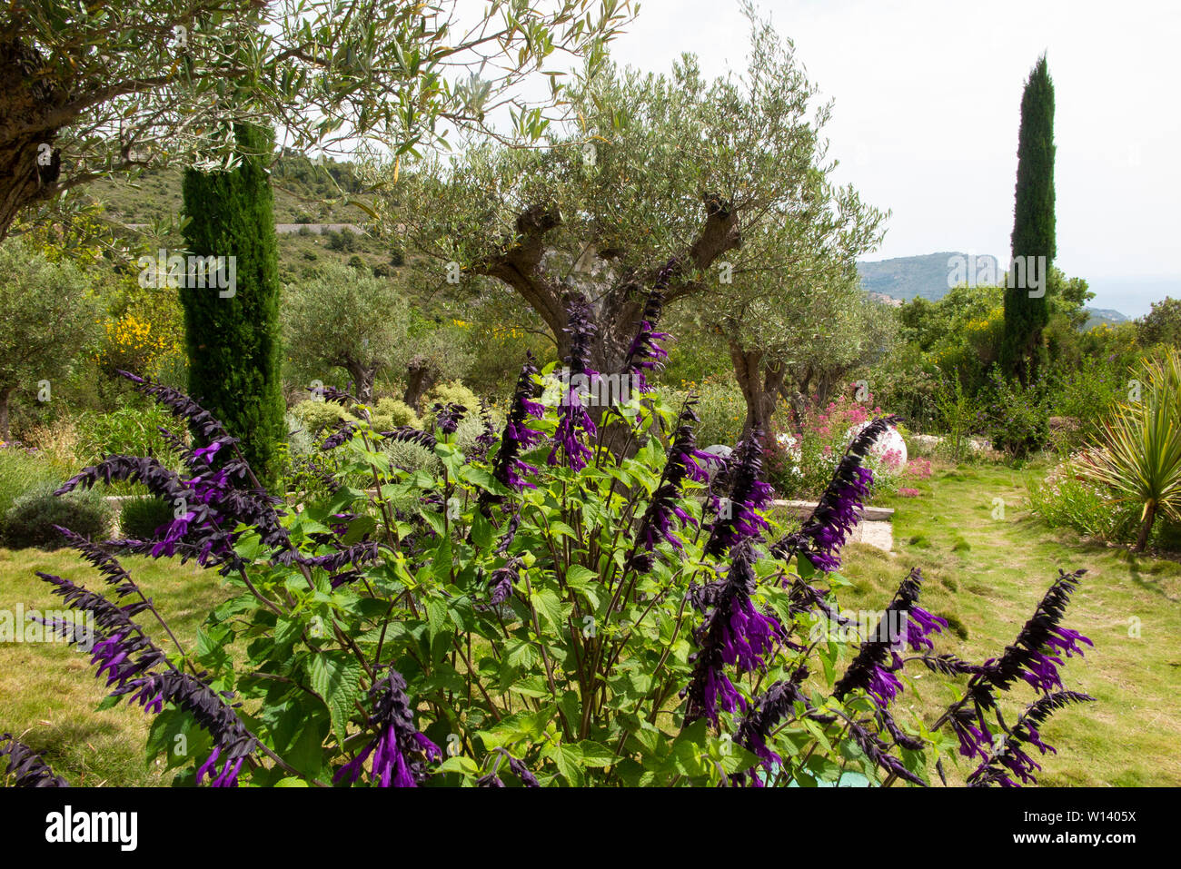 Salvia in a vibrant garden in the south of France on the Cote d'Azur between Monaco and Nice near Eze Stock Photo