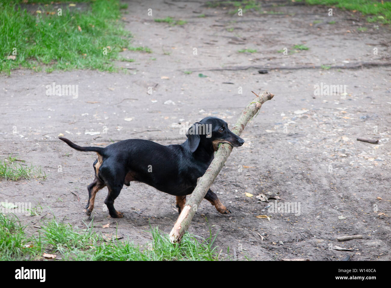 A very small dachshund dog carries a very large stick Stock Photo