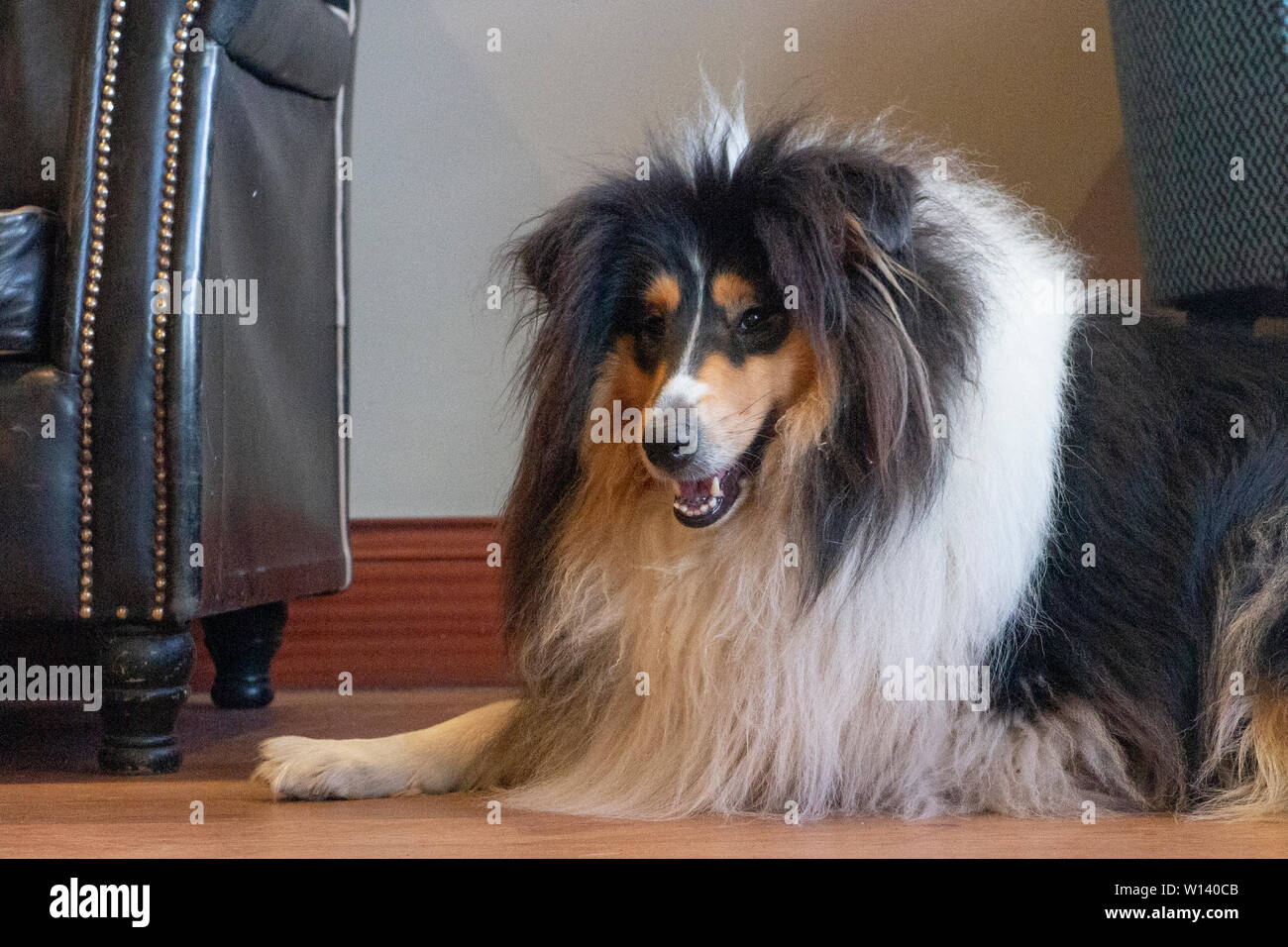 A rough collie lying in a coffee shop Stock Photo