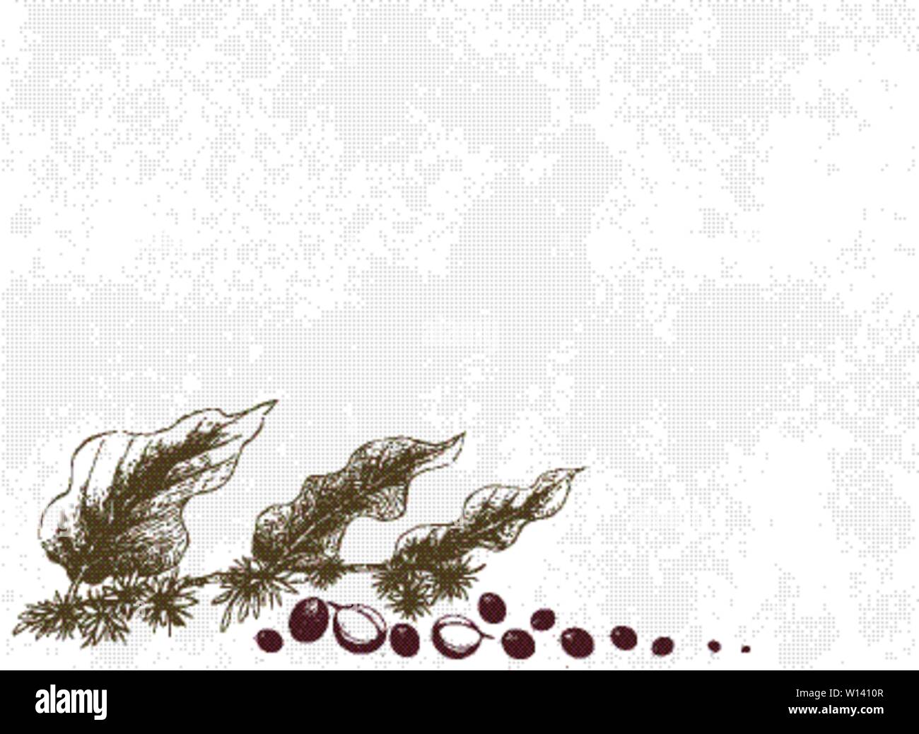 Illustration Hand Drawn Sketch of Ripe Coffee Beans on Leaves and The ...