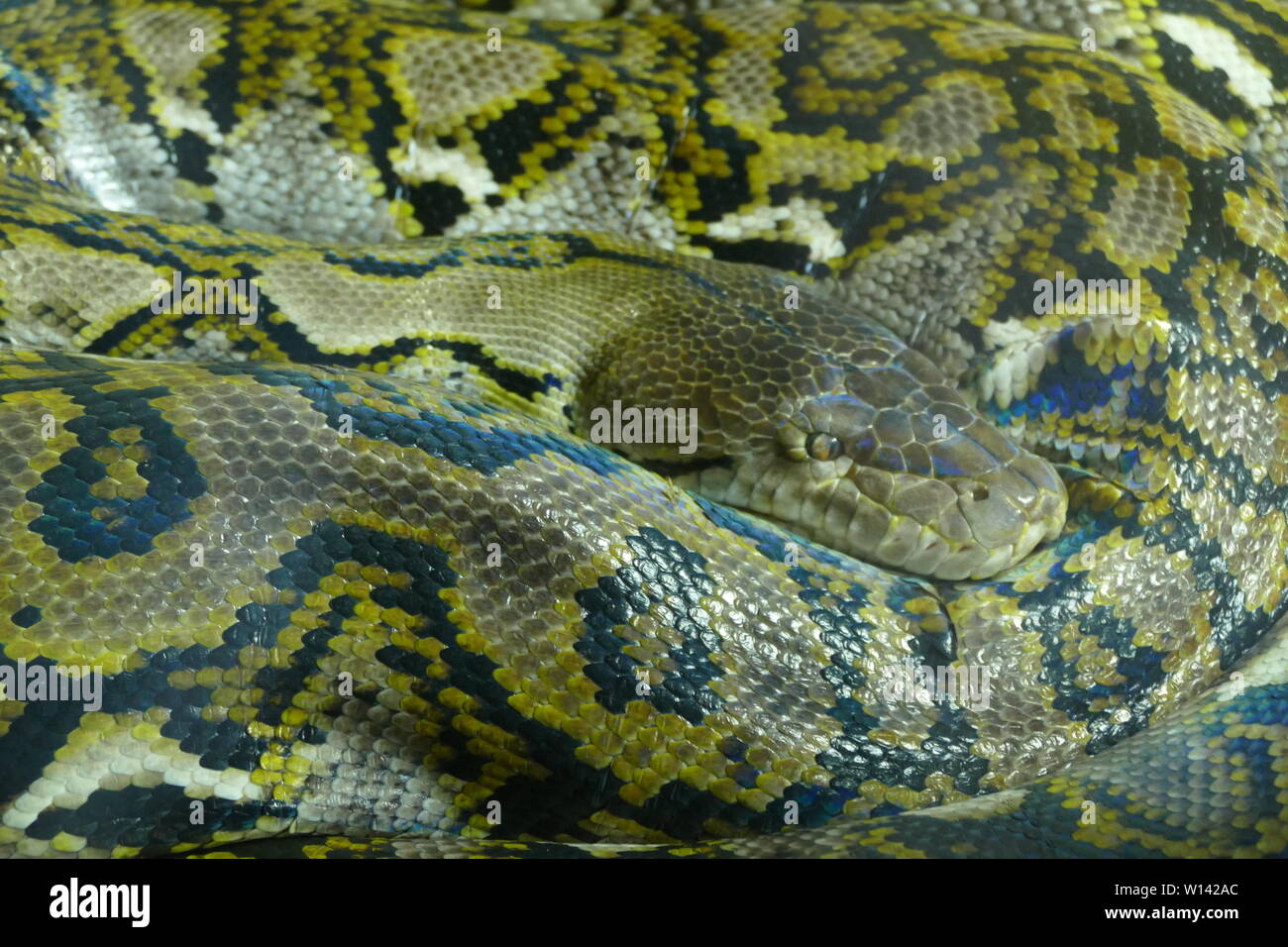 Close up of a reticulated python Stock Photo