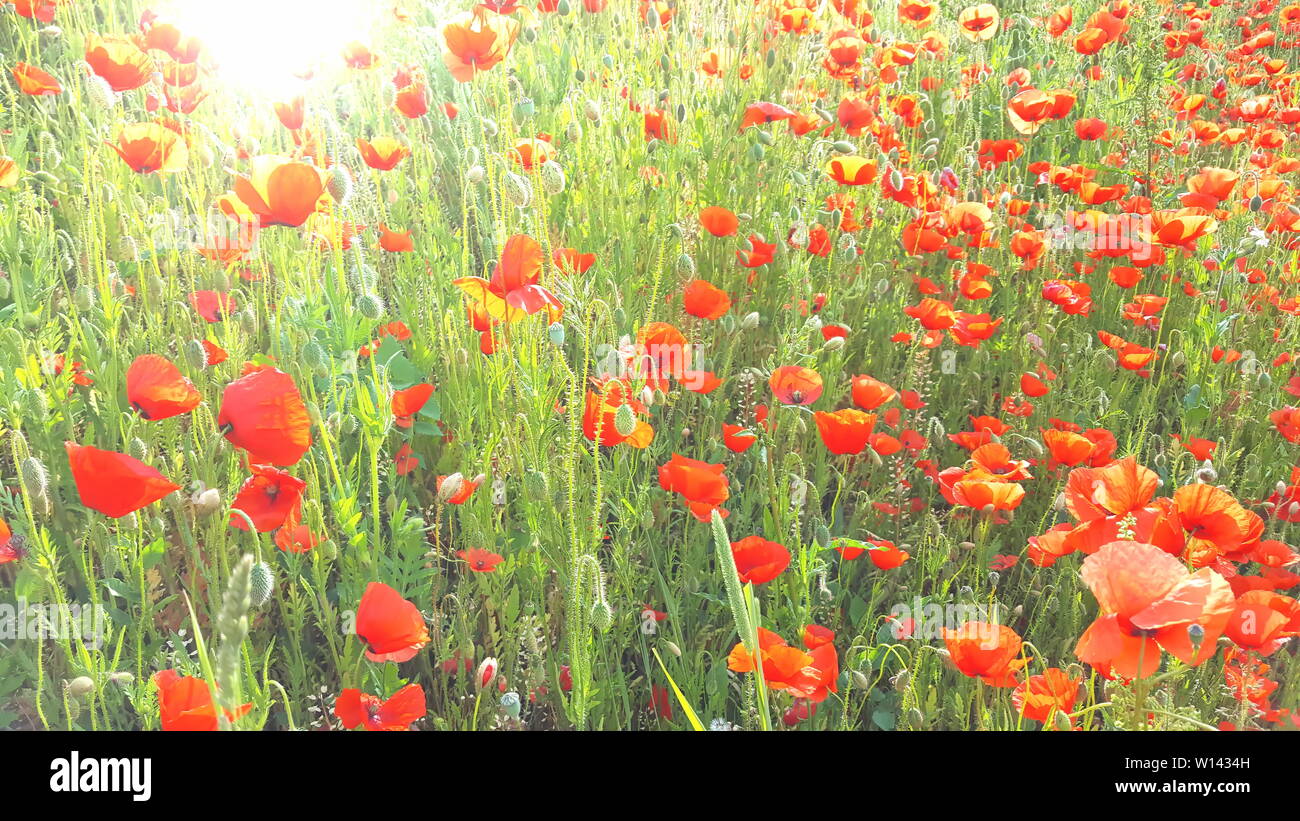 Flower meadow in summer with red poppies Stock Photo - Alamy