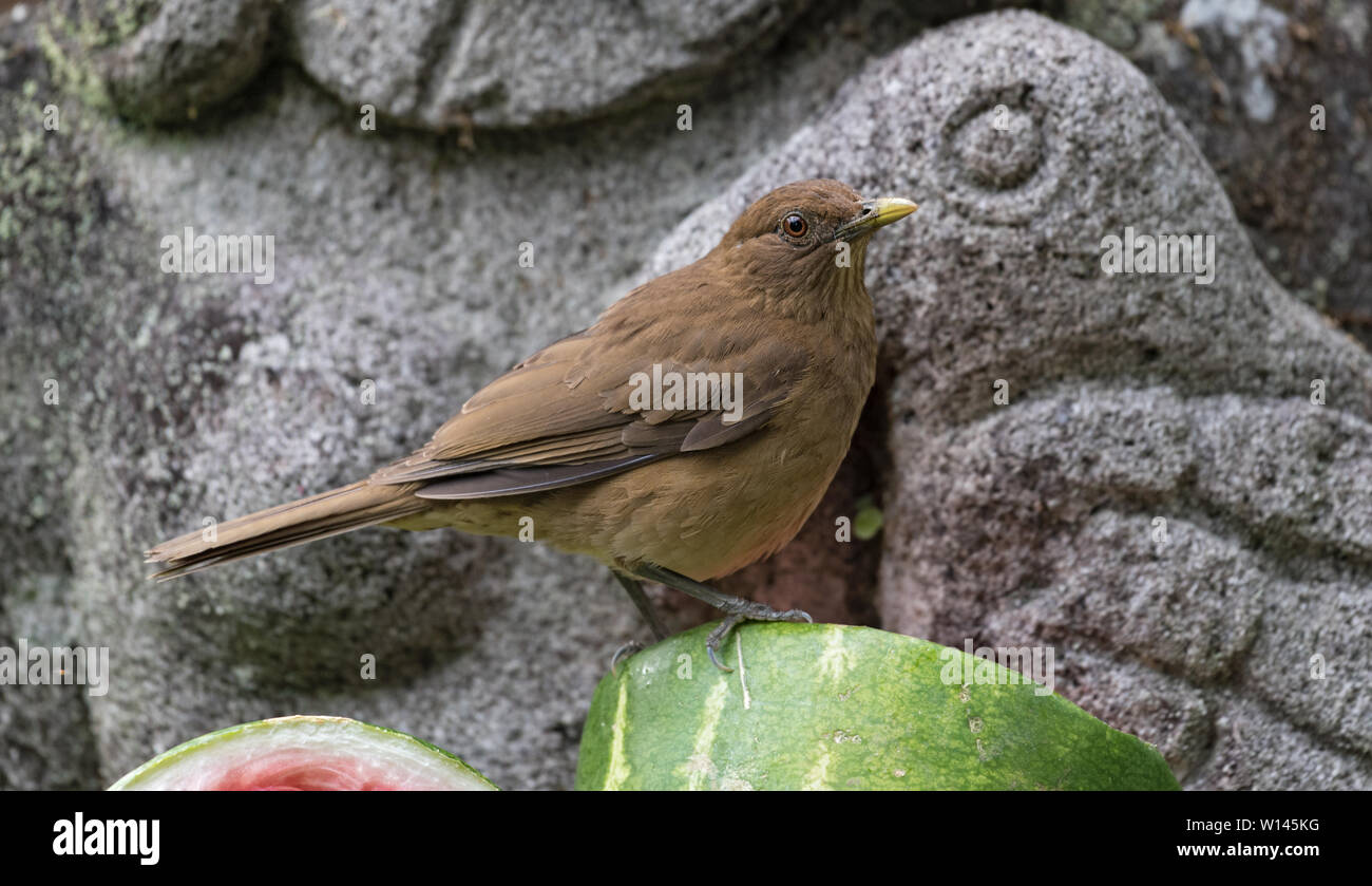 Clay colored thrush sits on a sliced melon Stock Photo