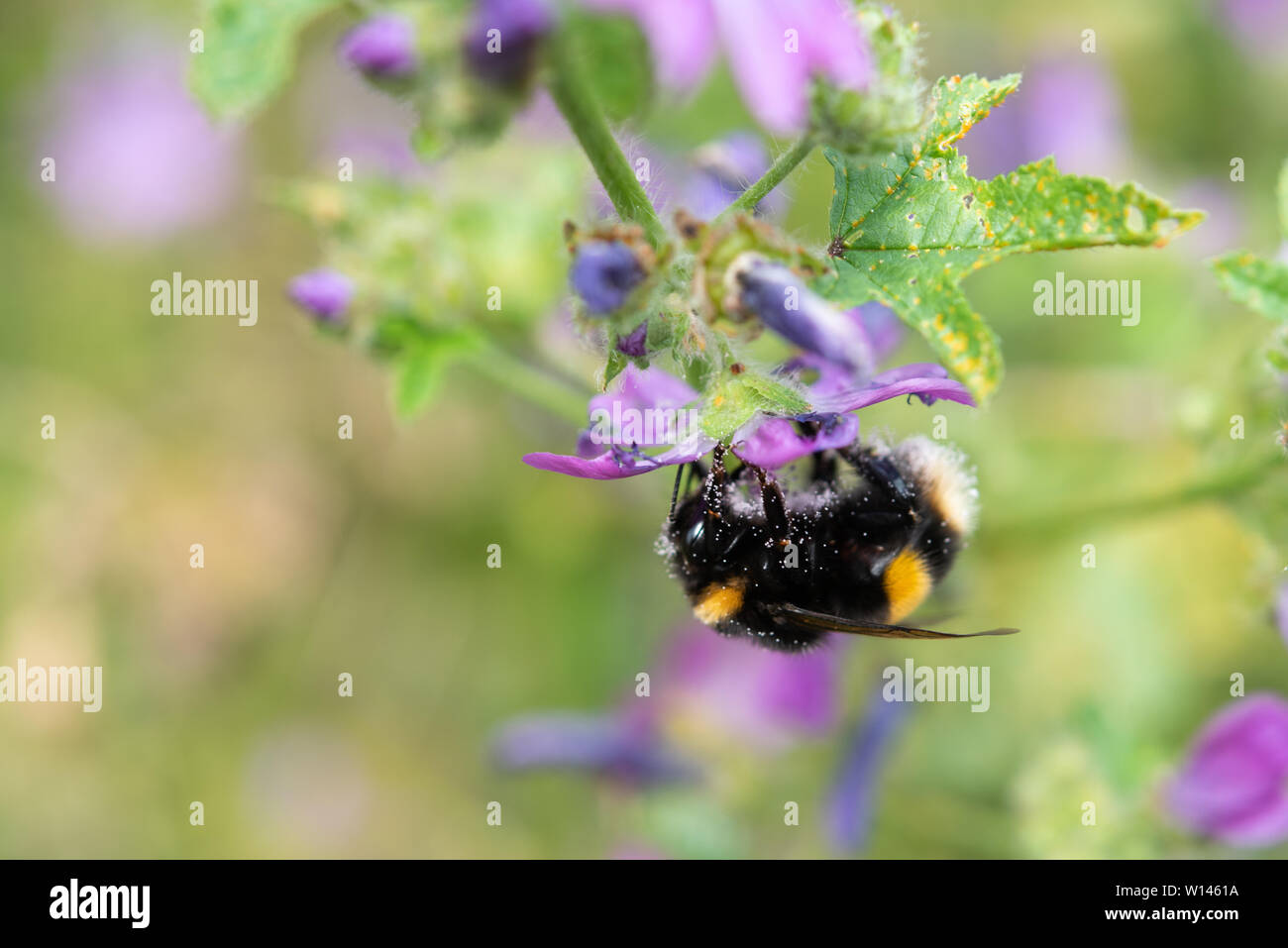 Close up photo of a bee collecting pollen from plant. Stock Photo