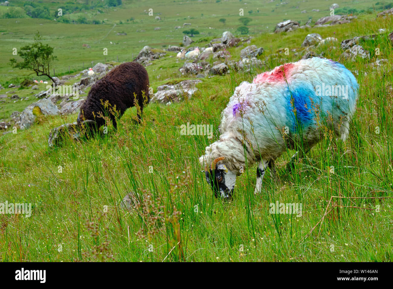Two horned sheep grazing in Irish pasture.  One black sheep and one white sheep with multicoloured identification marks Stock Photo