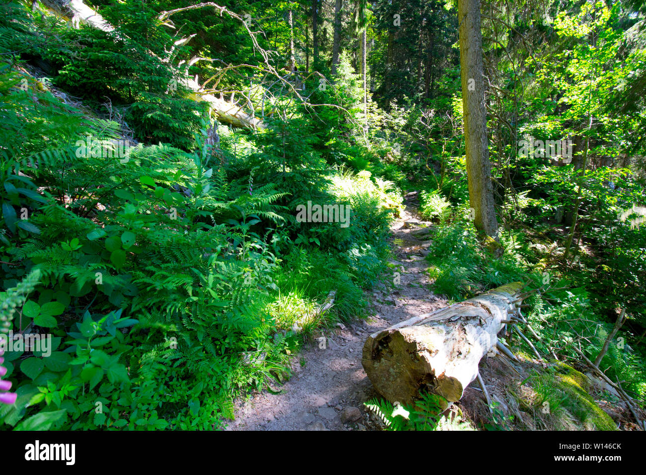 forest idyll in the vosges mountains in france Stock Photo Alamy