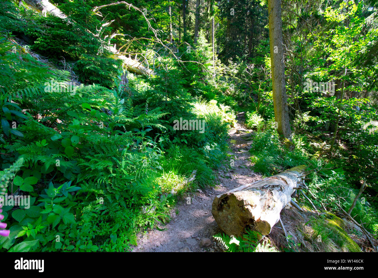 forest idyll in the vosges mountains in france Stock Photo