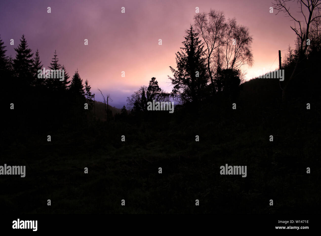 Picture of dark trees silhouettes against beautiful colorful sky Stock ...