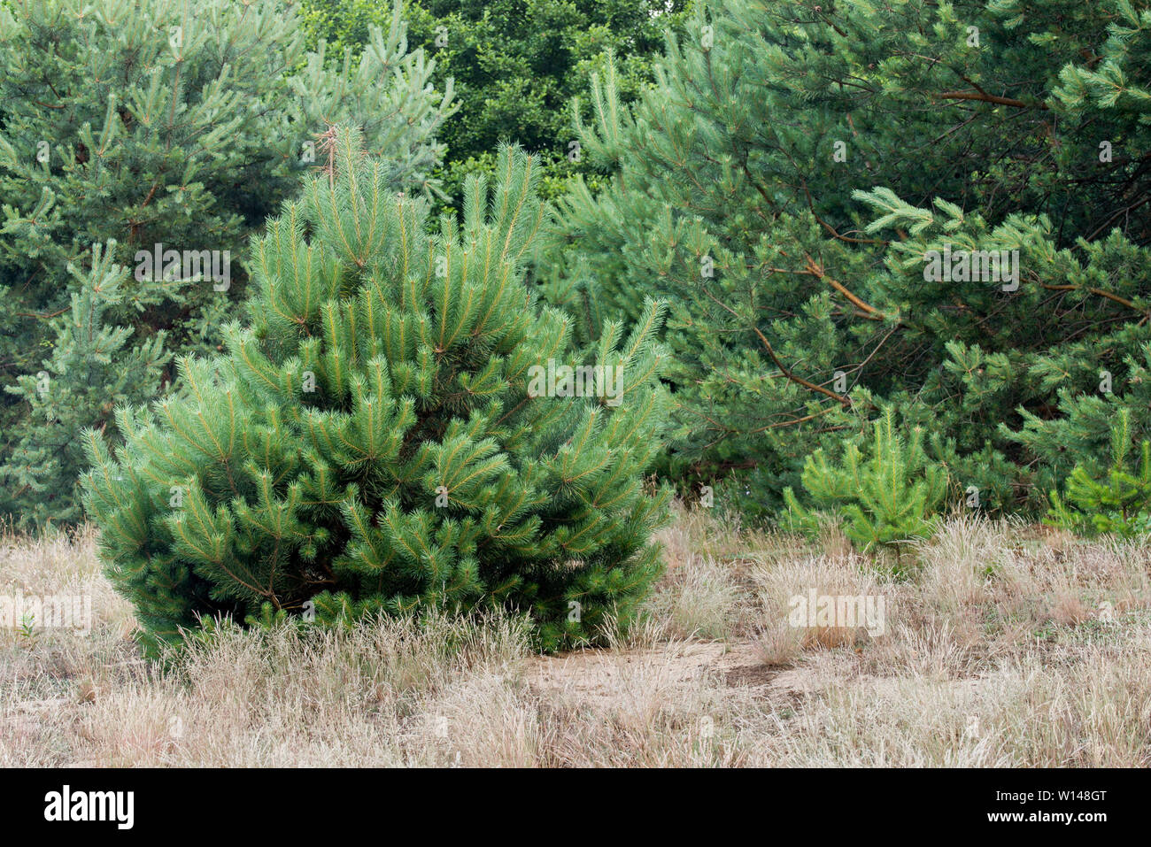 young pine trees in forest in Poland Stock Photo