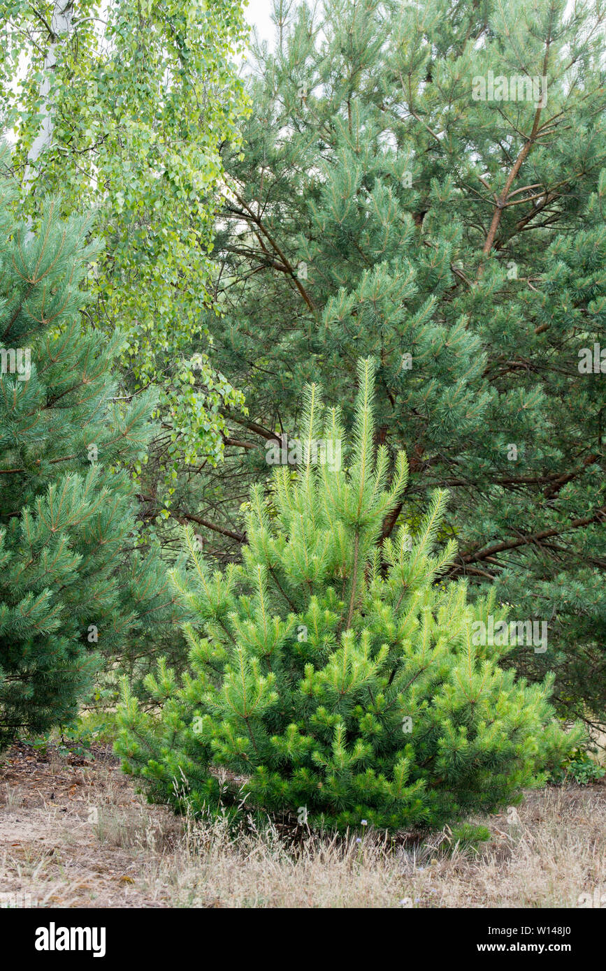 young pine trees in forest in Poland Stock Photo