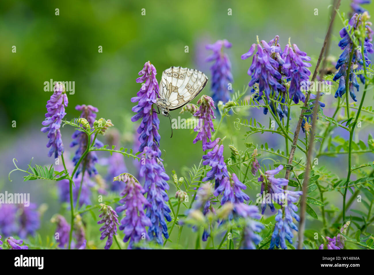 white butterfly on vetch violet flowers closeup Stock Photo