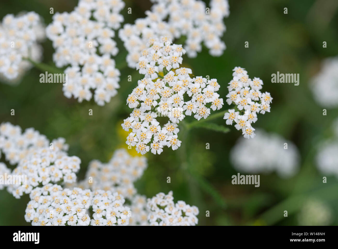 Achillea millefolium, yarrow white flowers macro Stock Photo