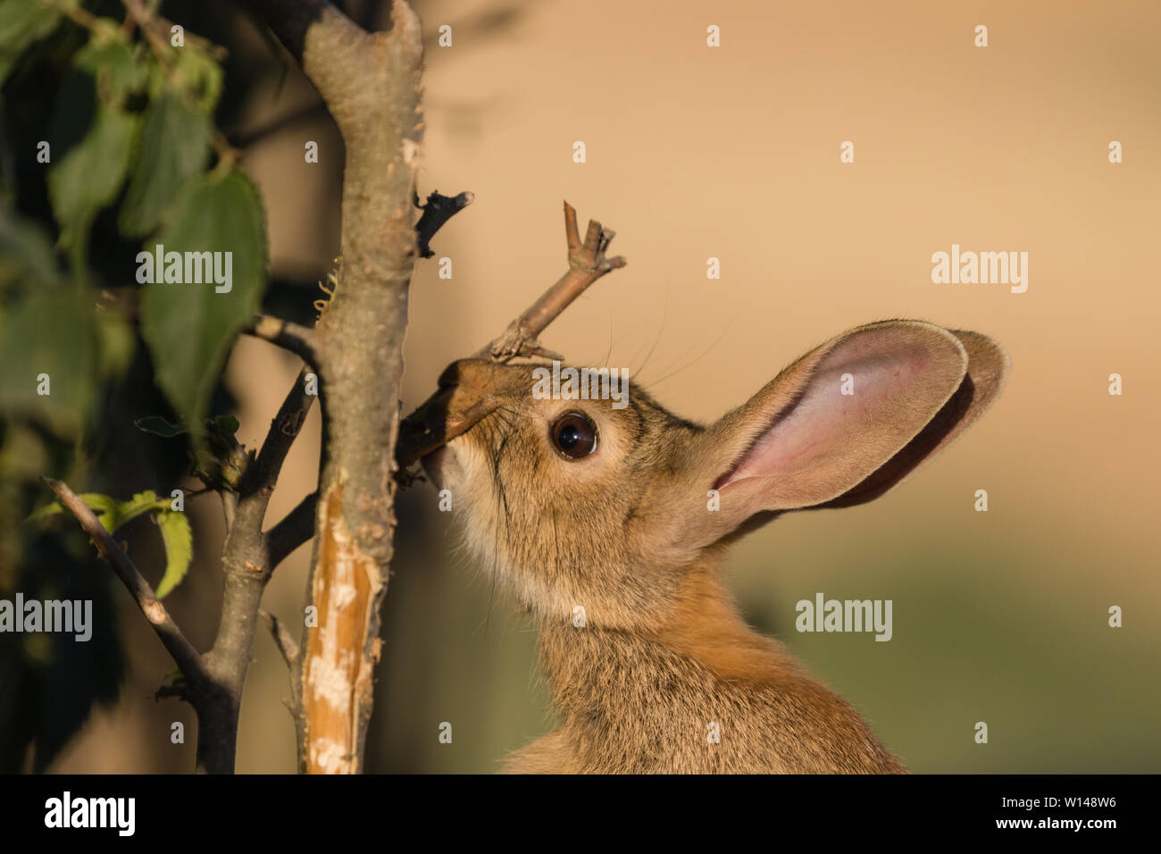 European rabbit (Oryctolagus cuniculus) eating leaf and branch of Celtis australis, Lleida, Catalonia, Spain Stock Photo