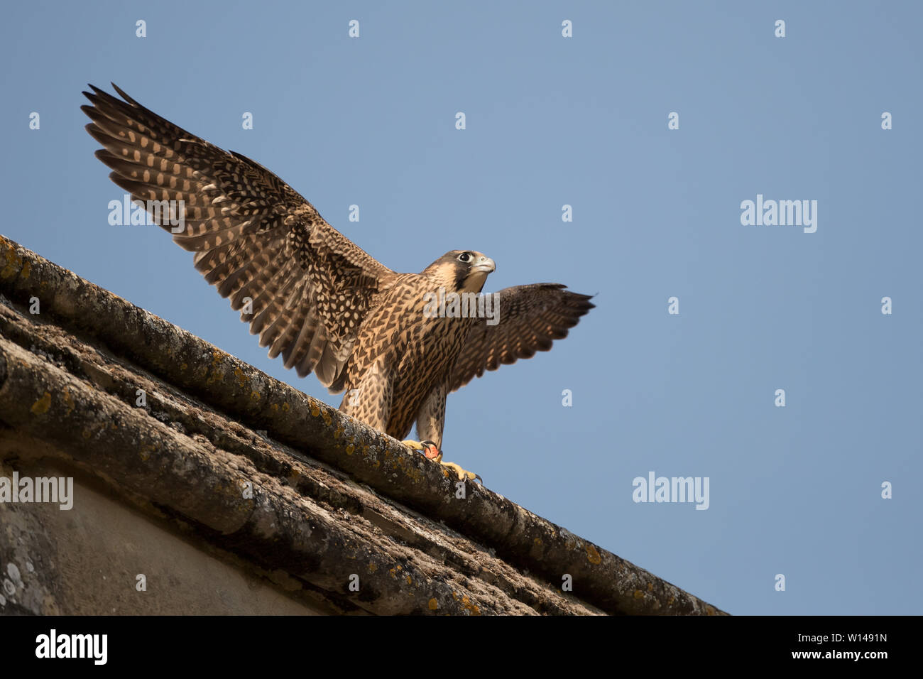 Juvenile Peregrine Falcon (Falco peregrinus) stretching wings perched on a church Stock Photo