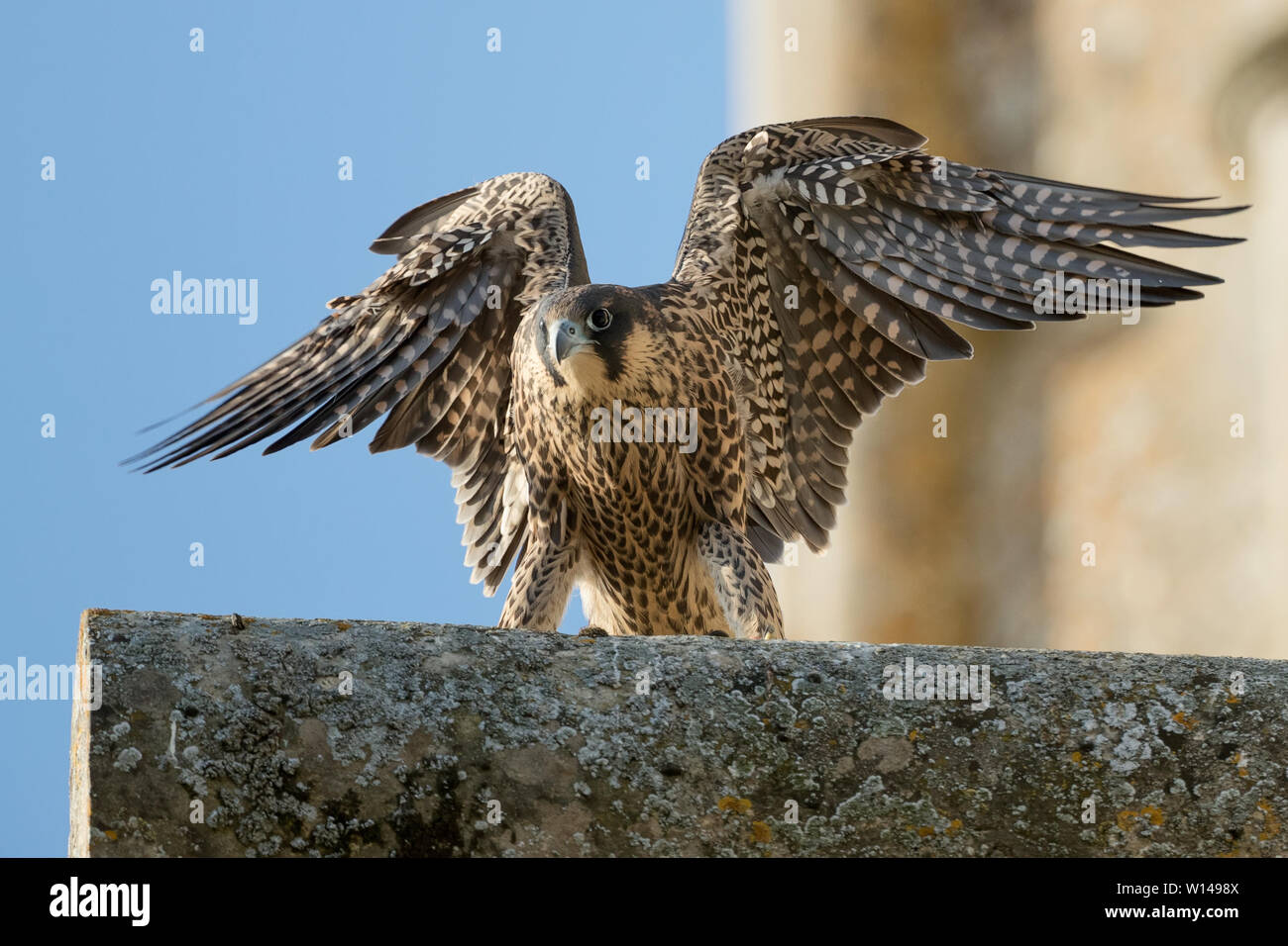 Juvenile Peregrine Falcon (Falco peregrinus) stretching wings perched on a church Stock Photo