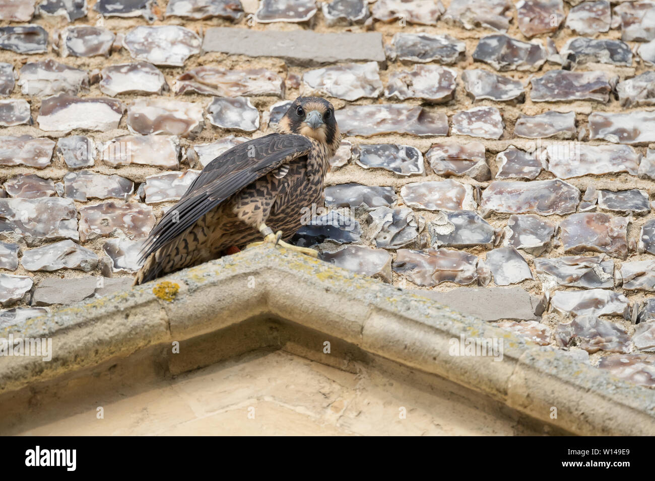 Juvenile Peregrine Falcon Falco Peregrinus Resting On