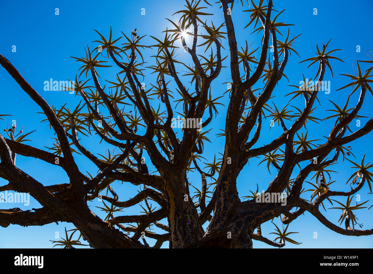 Kiver Tree - Kokerboom Forest, Nieuwoudtville, Namaqualand, Northern ...