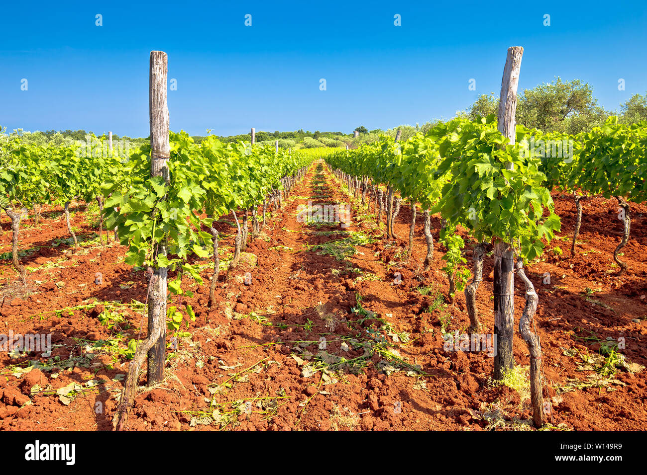 Red dirt istrian vineyard and green landscape view, Istria region of Croatia Stock Photo
