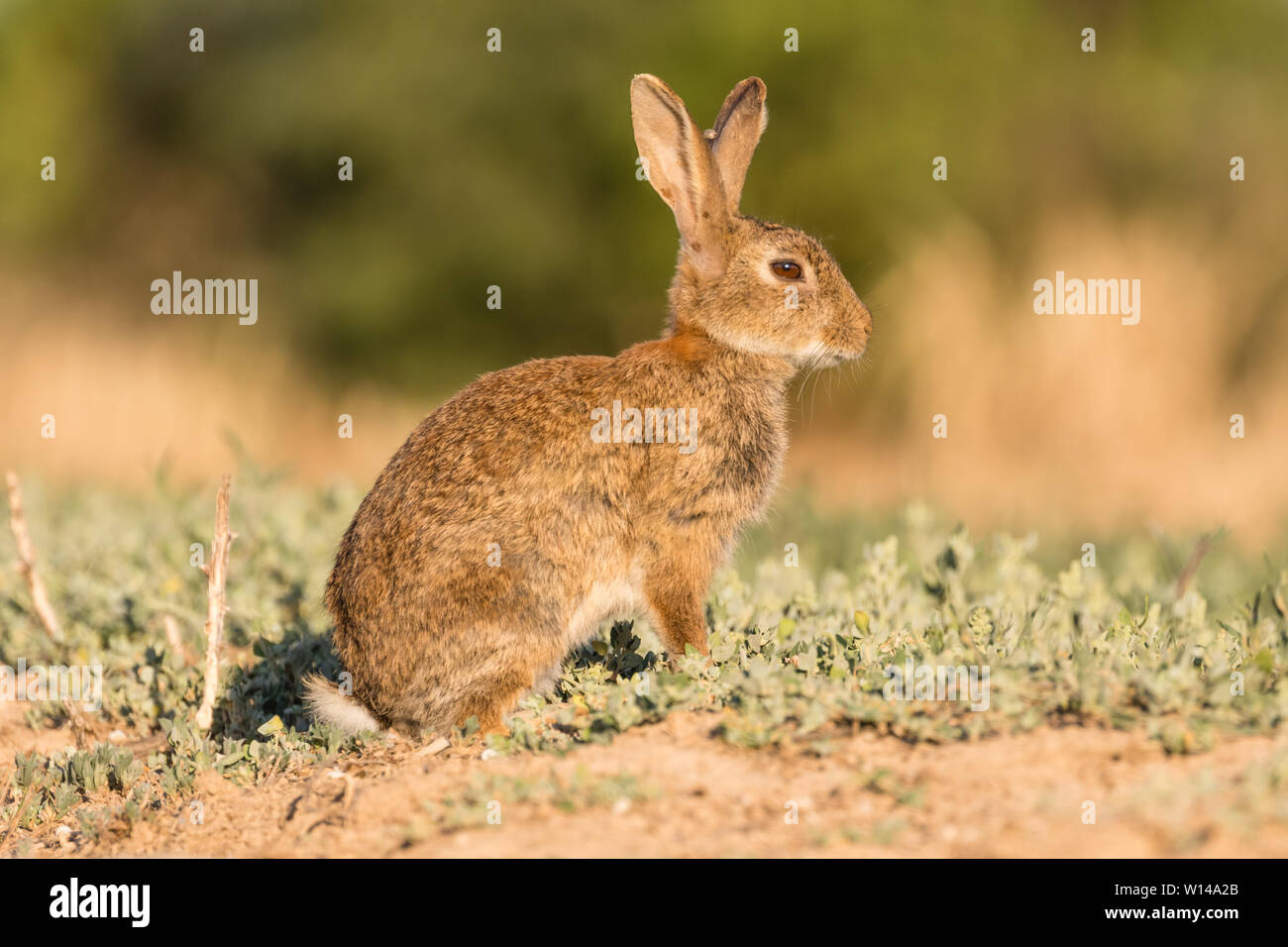 European rabbit (Oryctolagus cuniculus) resting in meadow, Lleida, Catalonia, Spain Stock Photo