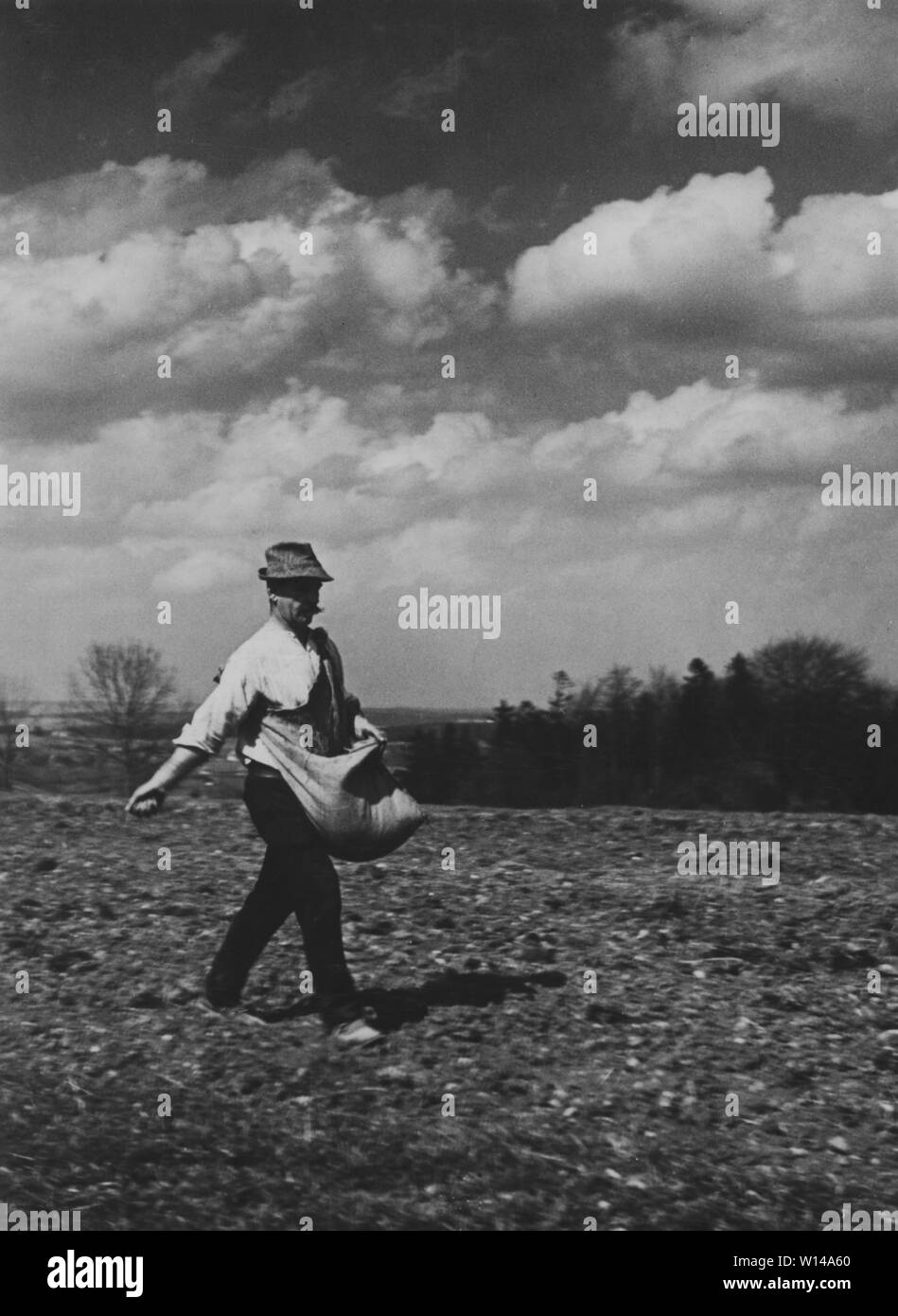 Farming in the 1930s. A man sowing seeds by hand on a field, a method that demands a certain amount of skill to make the result perfect. Sweden 1930s. Stock Photo