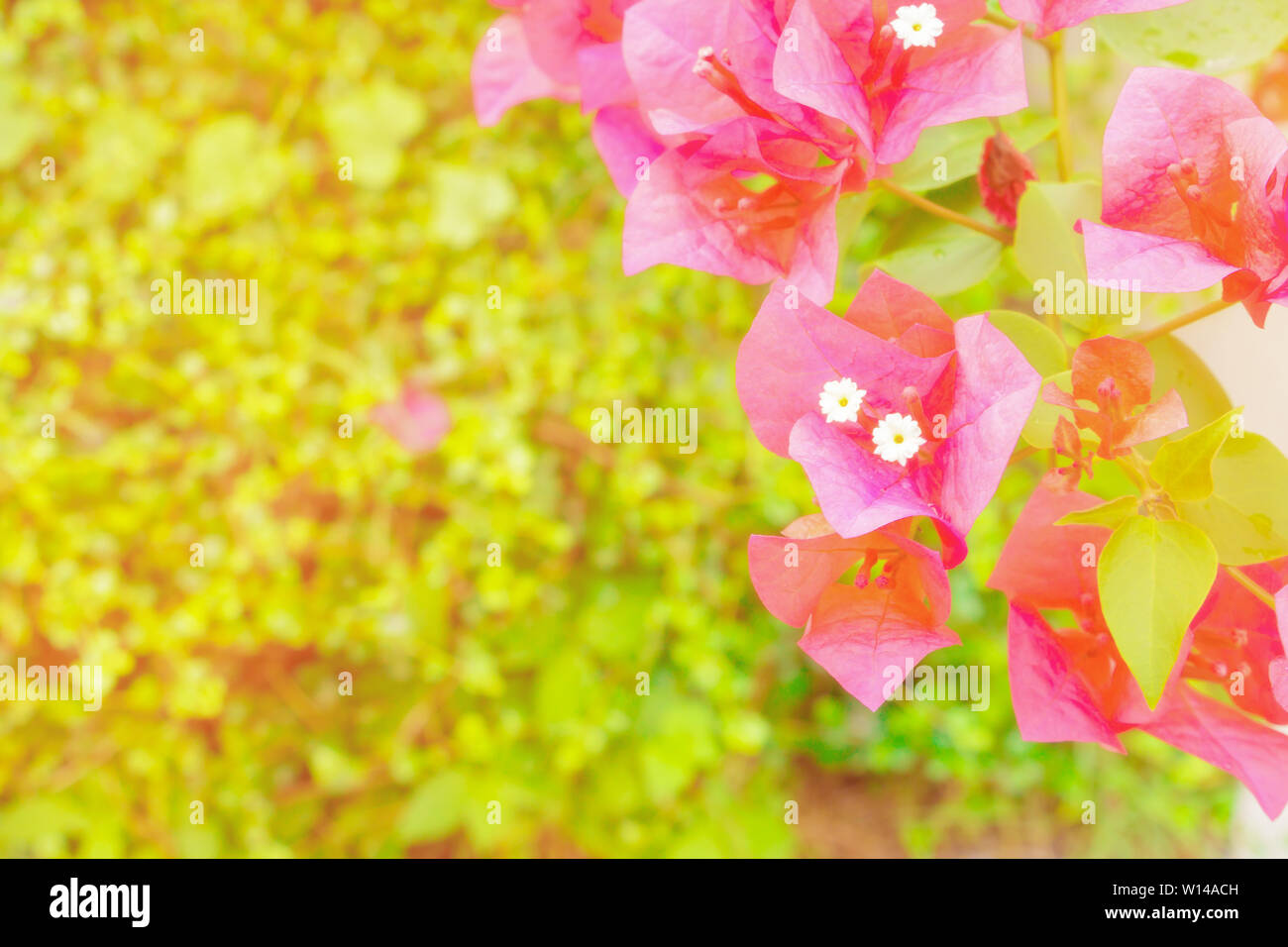 bougainvillea flower red with green leaves beautiful in the garden. with copy space add text Stock Photo