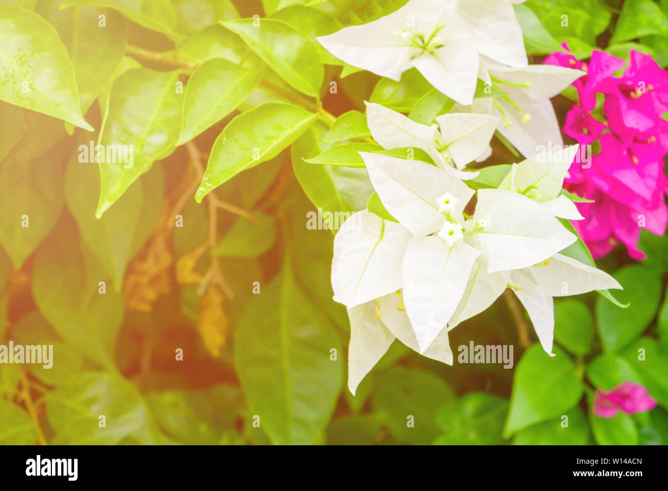 bougainvillea flower white with green leaves beautiful in the garden. with copy space add text Stock Photo