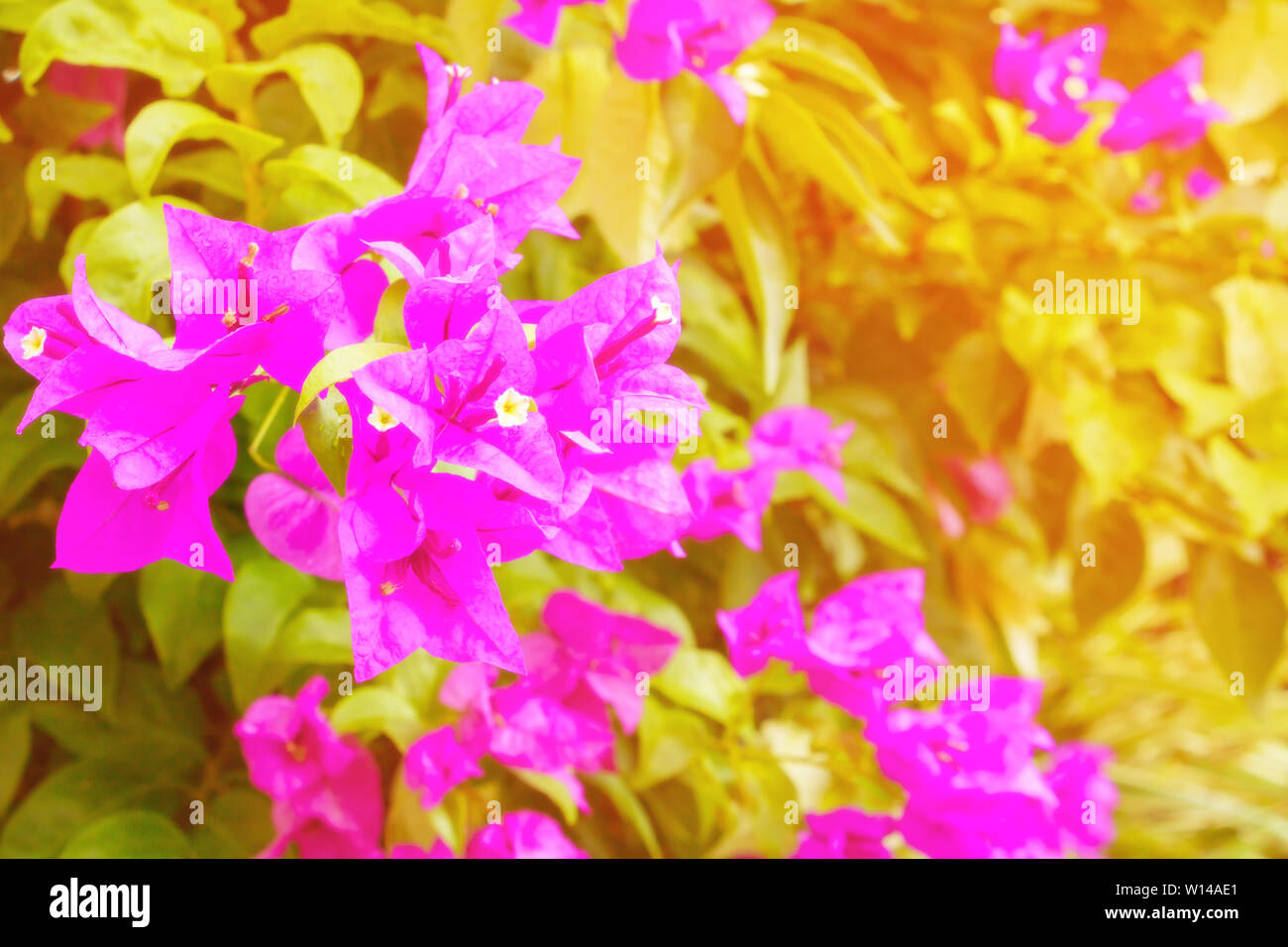 bougainvillea flower purple with green leaves beautiful in the garden. with copy space add text Stock Photo