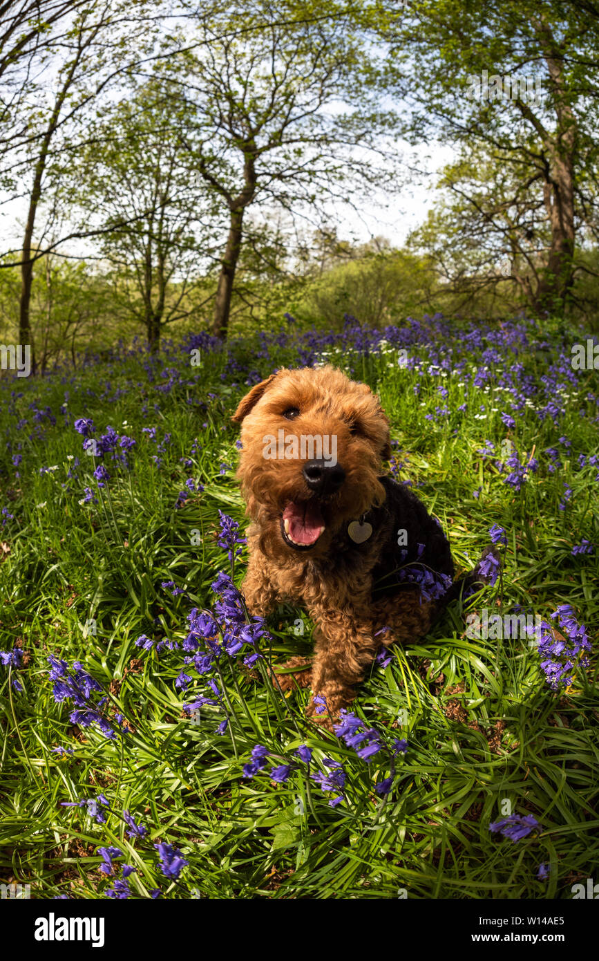 Welsh Terrier in a Bluebell Wood (Suffolk) Stock Photo