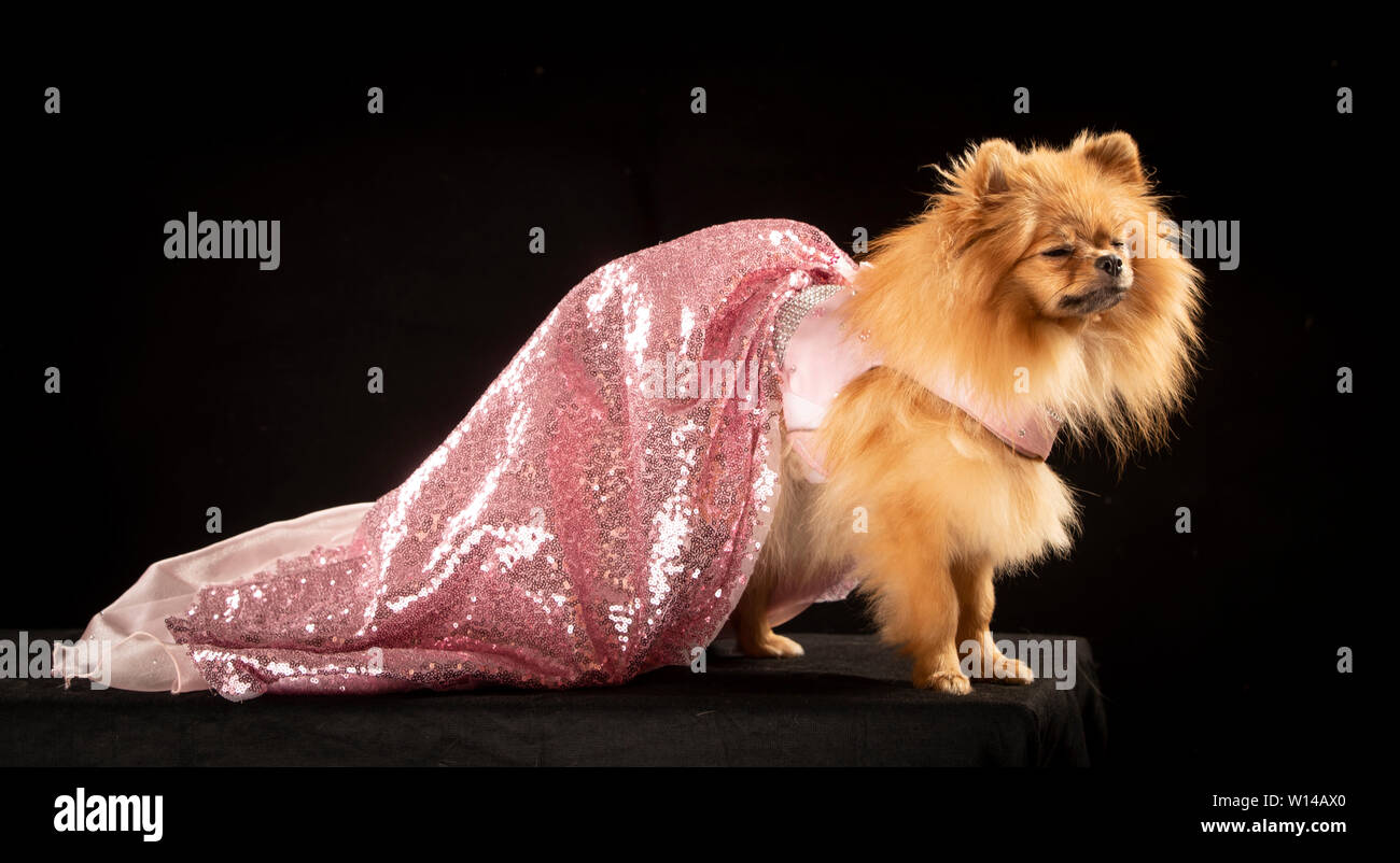 Furbabies dog show hi res stock photography and images Alamy