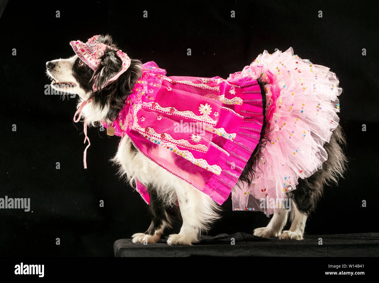 Magic the Border Collie dog wearing a Ladies day at the races themed  dress during the Furbabies Dog Show in Wetherby, Yorkshire Stock Photo -  Alamy