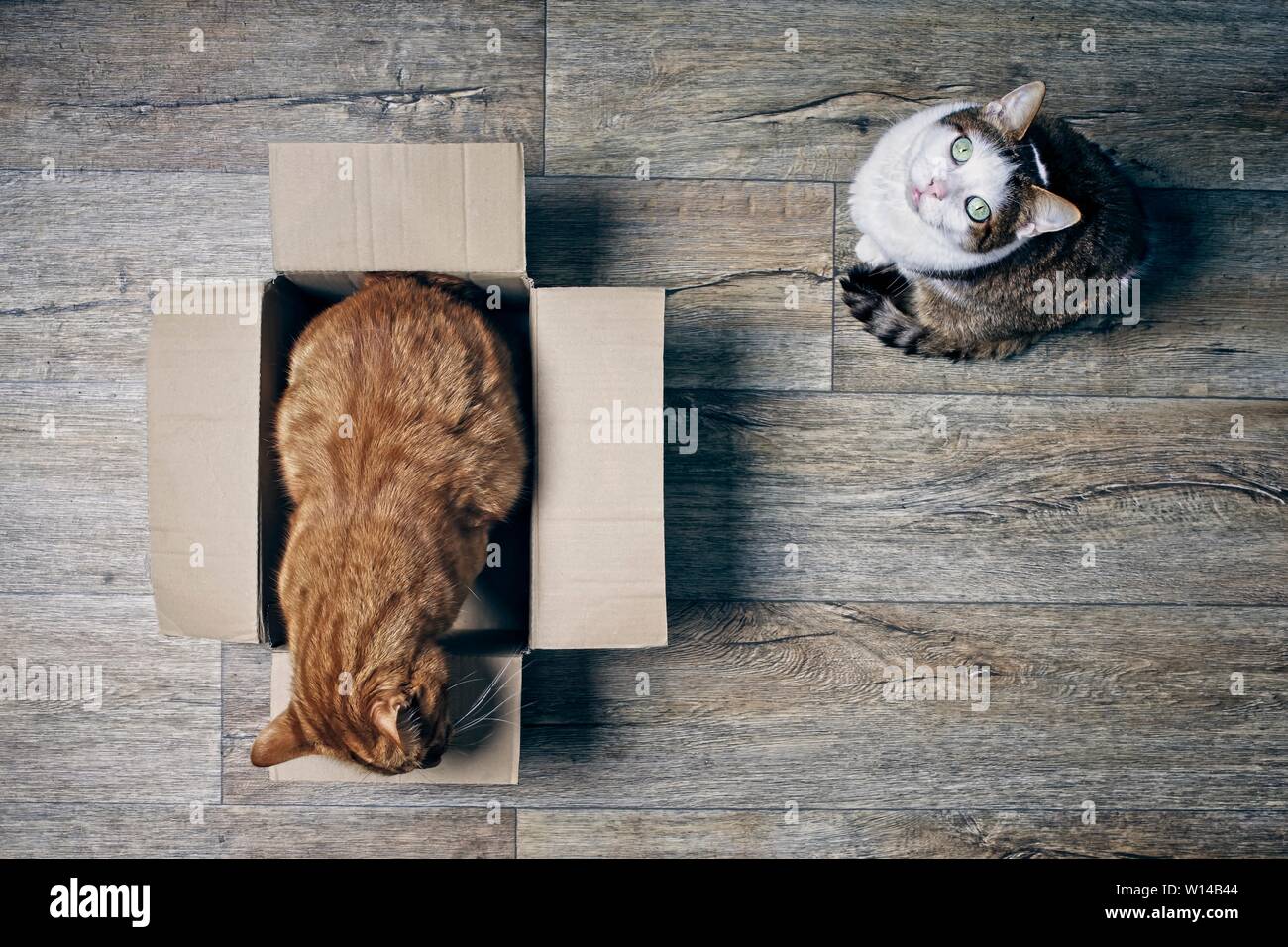 Two cute cats playing with a cardboartd box seen from a high angle view on a wooden background. Stock Photo