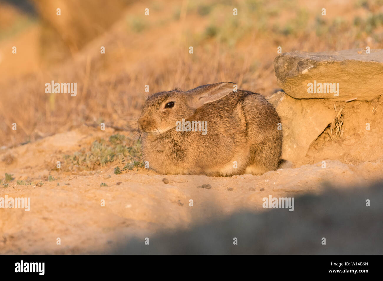 European rabbit (Oryctolagus cuniculus) resting near burrow, Lleida, Catalonia, Spain Stock Photo